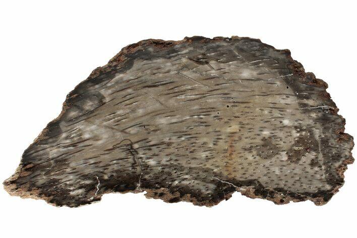 Petrified Palmwood (Palmoxylon) Slab - Myanmar #185082